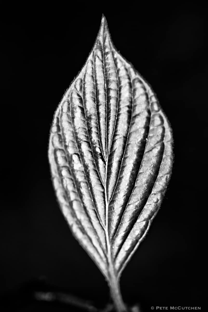 Capillary by Pete McCutchen