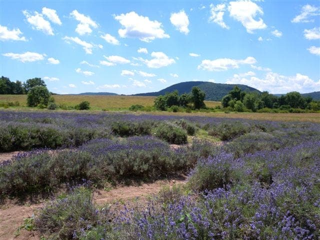 Pennsylvania Lavender