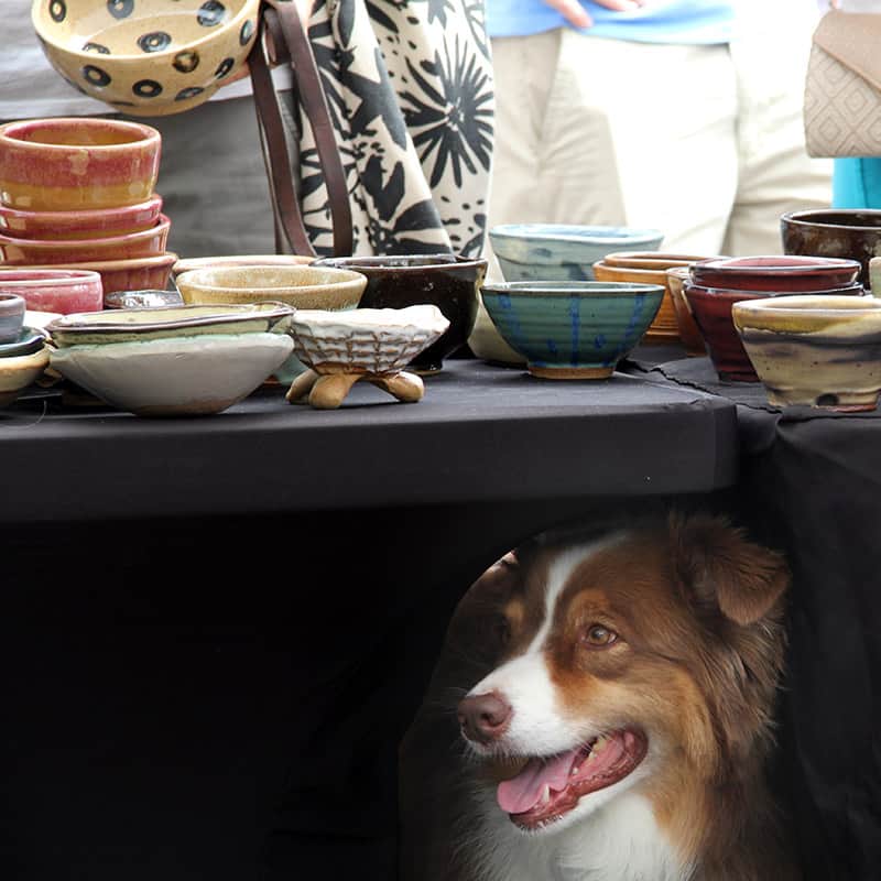 Dogs welcome at the Ice Cream Bowl Festival!