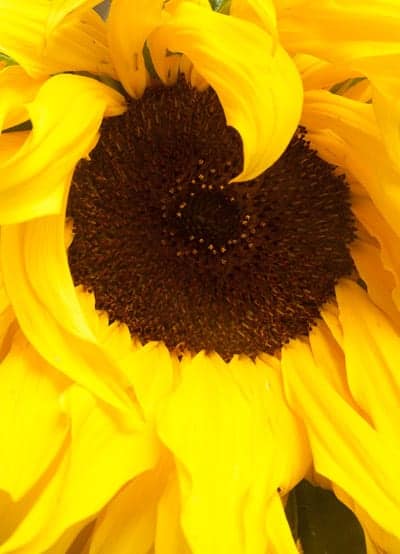 This week's image is by Art League photography instructor Barbara Southworth. 