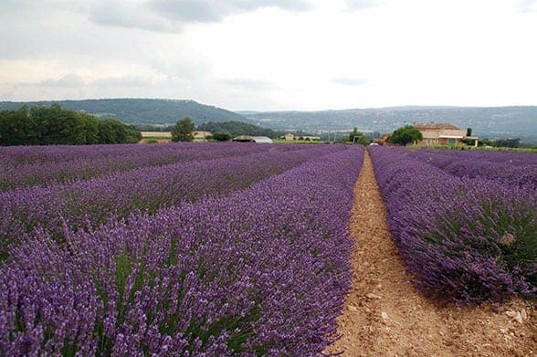 The lavender fields of Provence